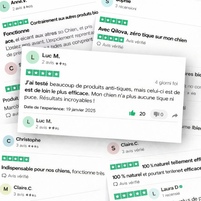 Médaillon Qilova™ – Protection naturelle 12 mois pour chiens